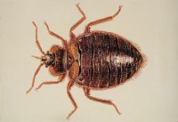 Bettwanze