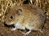 Feldmaus