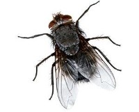 Fliege