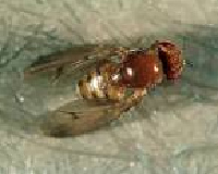 Fruchtfliege