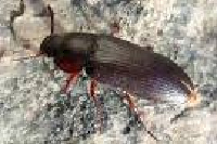 Mehlkfer