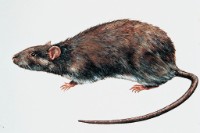 Wanderratte